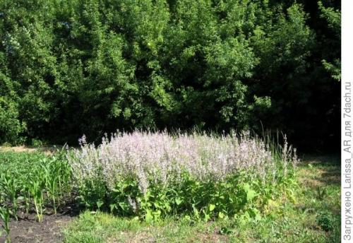 Как собрать семена шалфея, не повредив растение. Нравится коллекционировать шалфеи? Тогда вам - в Seedspost.ru!