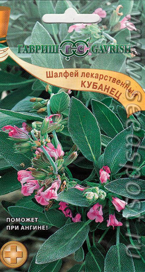 Как собрать семена шалфея, не повредив растение. Нравится коллекционировать шалфеи? Тогда вам - в Seedspost.ru!