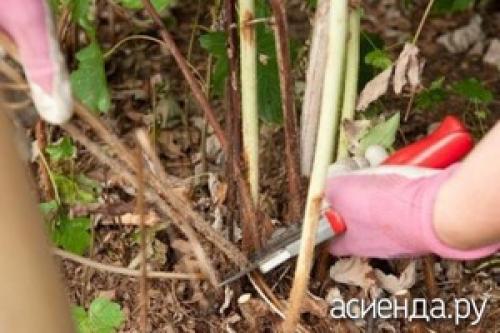 Какие методы защиты от морозов наиболее эффективны для малины. Защищаем малину от подмерзания