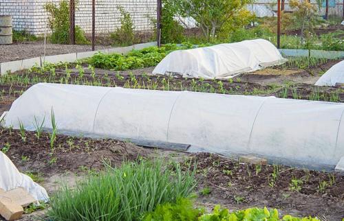 Какие растения наиболее уязвимы для морозов и как их защитить. Защита растений от морозов – эффективные методы